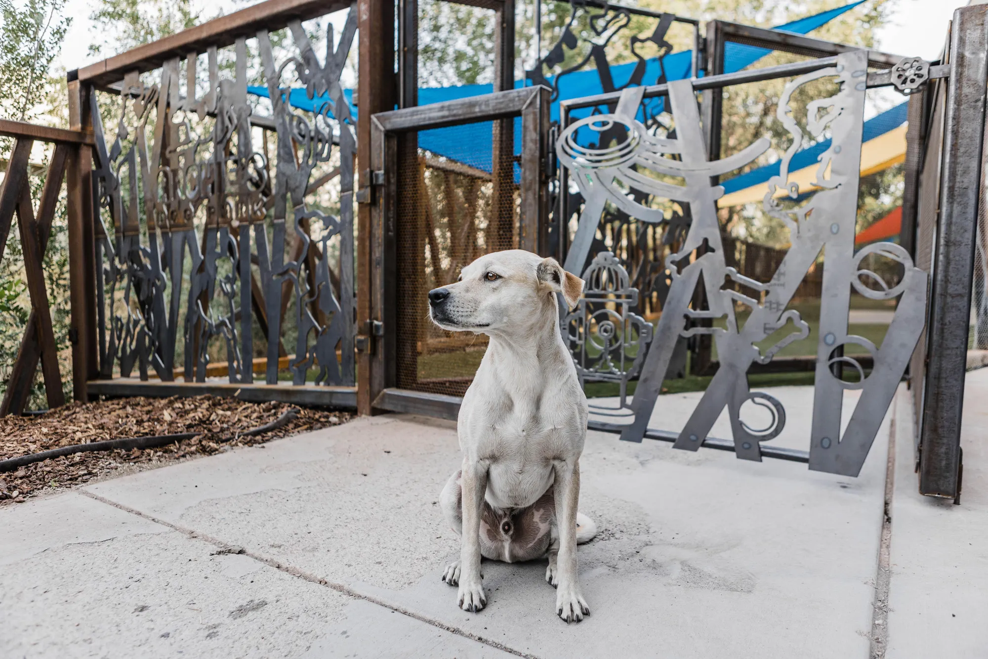 Custom steel fencing for dog park